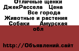 Отличные щенки ДжекРассела › Цена ­ 50 000 - Все города Животные и растения » Собаки   . Амурская обл.